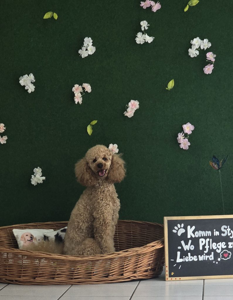 hundefriseur fürth