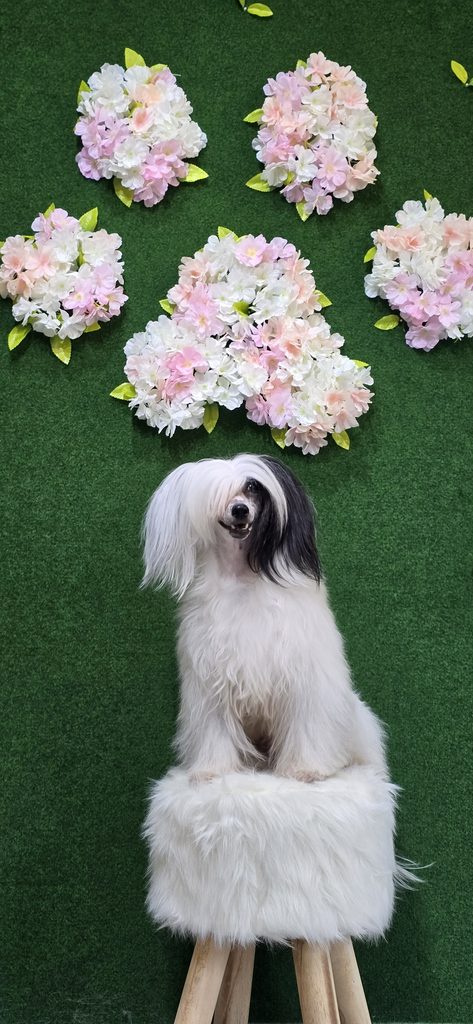 hundesalon fürth