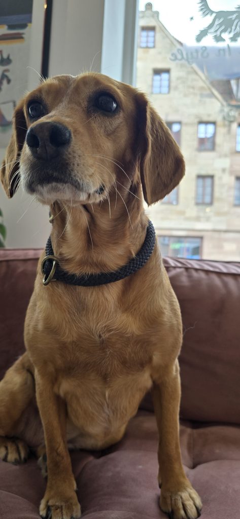 hundefriseur
