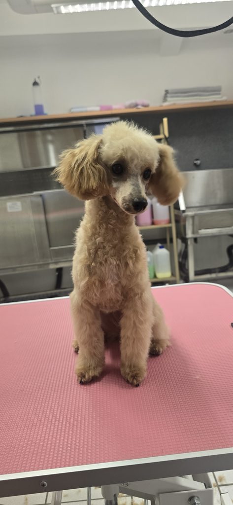 hundesalon